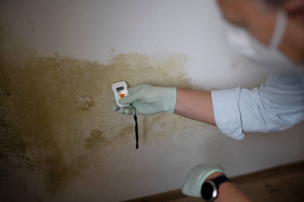 Best Attic Mold Remediation in Lyndhurst, OH